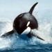 killer-whale